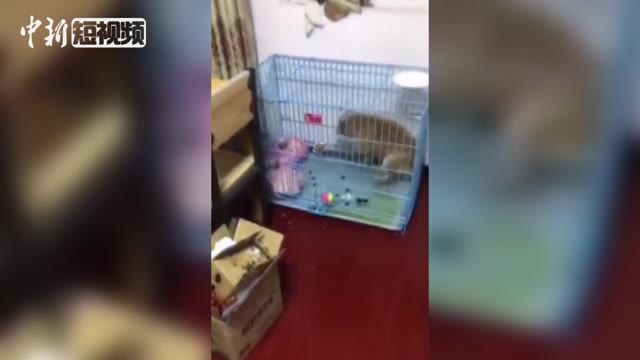 实习医生用开水虐狗